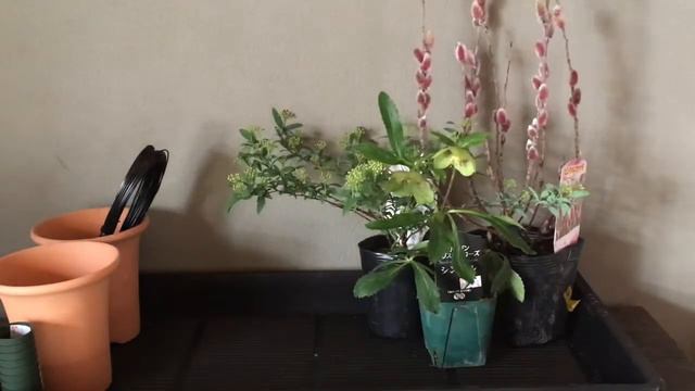 # 81 What I Purchased At A Garden Center: Part 1 (unintentional ASMR)・初春のガーデンショップでお買い物してきました　その１