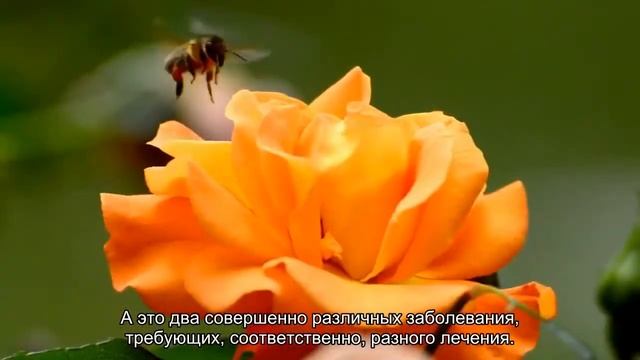 Ушной клещ у кошек смотреть онлайн