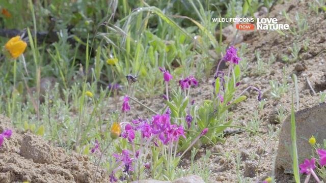 Герои дикой природы / Wildlife Icons : Совместная жизнь 5 серия смотреть онлайн
