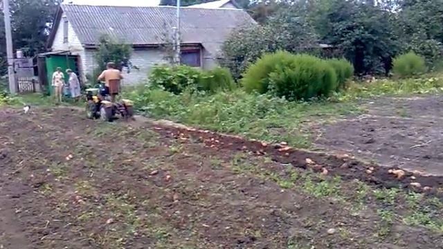 Копка картофеля мотоблоком Зубр 1 смотреть онлайн