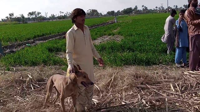 Shikar 2022 Gidar ka shikar in pakistan layyah Hd video смотреть онлайн