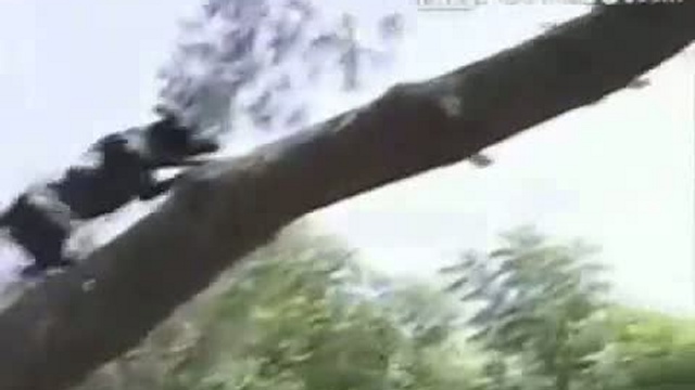 Les chiens sont formidables смотреть онлайн