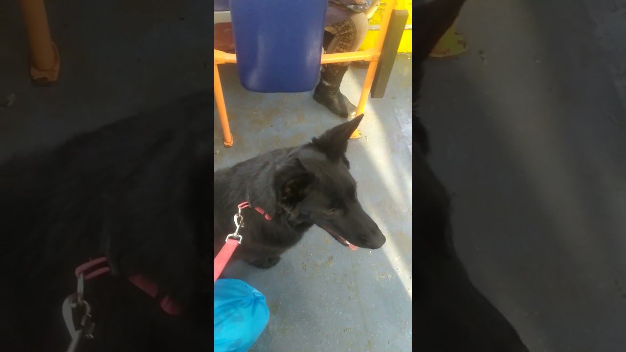 ВЕО черная Восточно Европейская Овчарка 19 смотреть онлайн