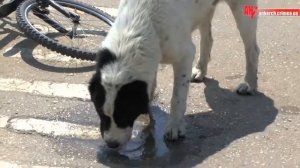 Алабай напал на людей