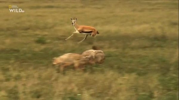 Необычная природа экватора / Equator's Wild Secrets Серия 3 Африка