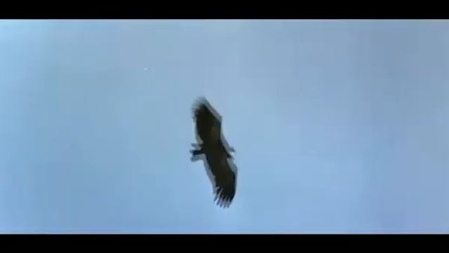 Владимир Карякин Старый гриф стервятник смотреть онлайн