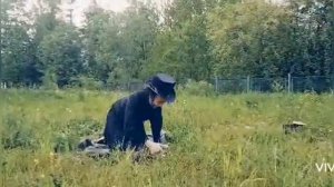 Дуэль Пушкина и Дантеса