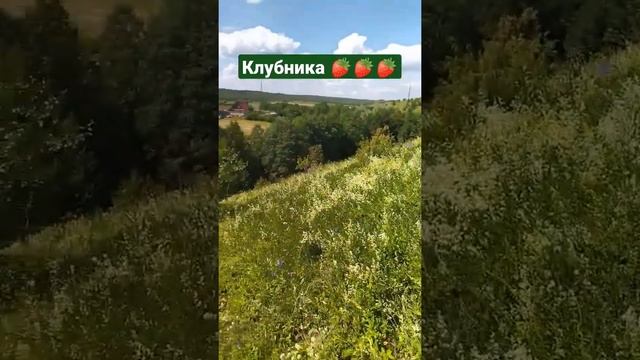 Настоящая дикая клубника! смотреть онлайн