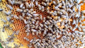 Как ПОДСИЛИТЬ слабую  пчелосемью [Пчел] , усиление отводка. ПроПчеловодство