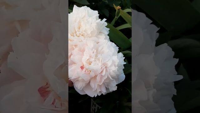 пион Мамин Любимый (Mother's Choice) смотреть онлайн