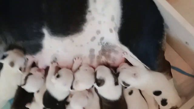 щенки кушают смотреть онлайн