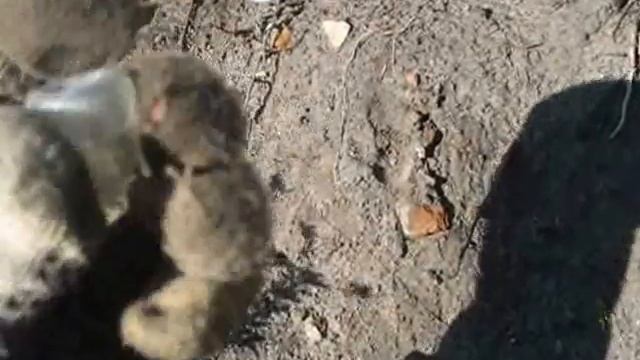 Старая дорога и распашка на старинной усадьбе смотреть онлайн
