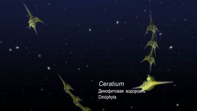 Урок в океанариуме. Жизнь в капле воды смотреть онлайн