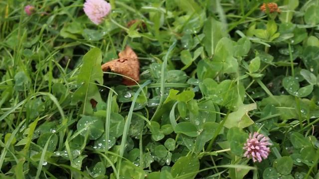 тест видео canon EOS 700D смотреть онлайн