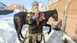 Линька лошадей. Супер скребница,