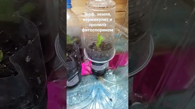 Черенкование петунии в декабре с корневином. Пробую новую смесь для укоренения, поставила под лампы