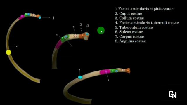 СЕГІЗКӨЗ ЖӘНЕ КЕУДЕ СҮЙЕКТЕРІНІҢ АНАТОМИЯСЫ. смотреть онлайн