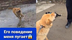 Персик чуть не покусал брата Кузе стало еще лучше. Купаем хвостиков.