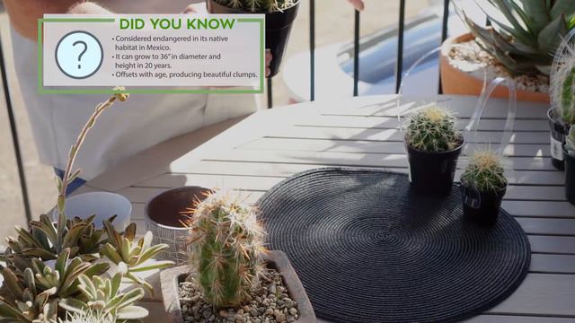 Explore the rugged character known as golden barrel cactus смотреть онлайн