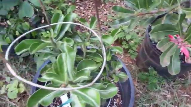 Dwarfing effect on Adenium and overbearing effect on ficus attained by Gibberellin blocker смотреть онлайн