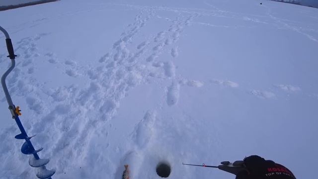 КЛЮНУЛ БОНУС! Впервые ТАК на РЫБАЛКУ! Километры на "БАРБОСЕ"! Зимняя рыбалка! БЕЗМОТЫЛКА и балансир смотреть онлайн