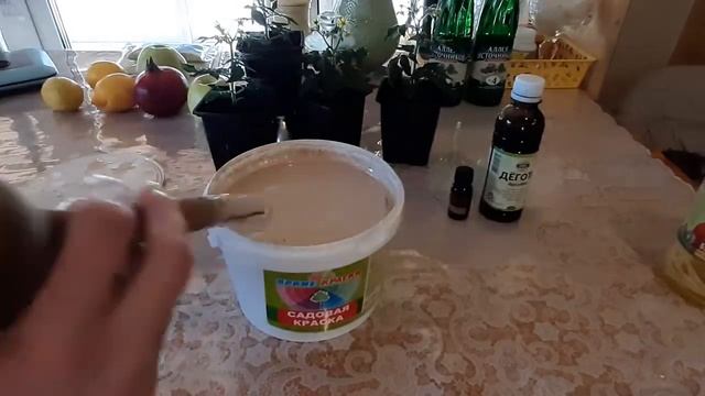 2 СЕКРЕТА! БЕРЕЗОВЫЙ ДЕГОТЬ И МАСЛО ЧАЙНОГО ДЕРЕВА ДОБАВИТЬ В КРАСКУ ДЛЯ ПОБЕЛКИ ДЕРЕВЬЕВ смотреть онлайн