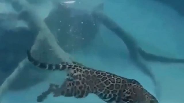 Как отличить Леопарда от Ягуара и Гепарда смотреть онлайн