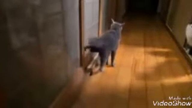 ЖИВОТНЫЕ ТРОЛЛЯТ смотреть онлайн