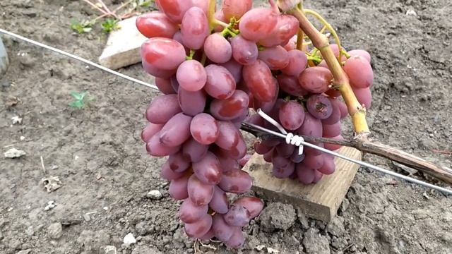 Малиновый Супер-очень ранний,реально суперский вкус смотреть онлайн