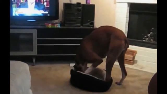 Приколы. Самое смешное видео. Смешные животные. 2017 Апрель №157 смотреть онлайн