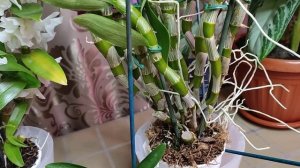 Как заставить цвести Дендробиум Нобиле? Правильный уход.