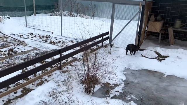 ШОКОЛАДНАЯ КЕНГУРУ теперь может везде пролезть ГУЛЯЕМ с французким бульдогом смотреть онлайн