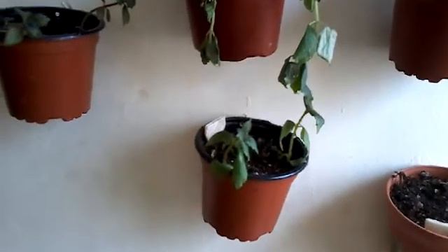 Achimenes como cultivar chuyito jardinero смотреть онлайн