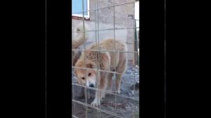 #Питомник 46# Кавказский волкодав #