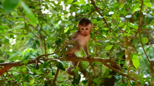 Unbelievable That Tiny Monkey Mariel Was Drag Very Fast By Monkey Jason