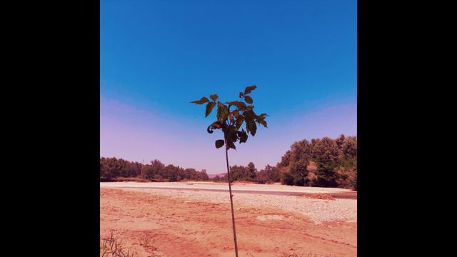 Sunbyonic - Trilobite Circle