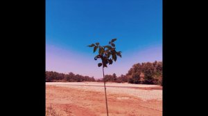 Sunbyonic - Trilobite Circle