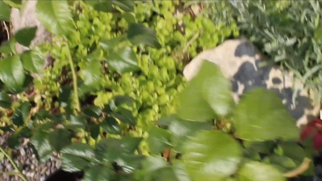 Розы 2021?Анализ пересорта из разных питомников (1) Сады Урала, Роза-сад, Сергей Штепа, Аллея роз смотреть онлайн