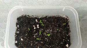 Посев хризантемы. Как взошла и развивается через восемь дней.