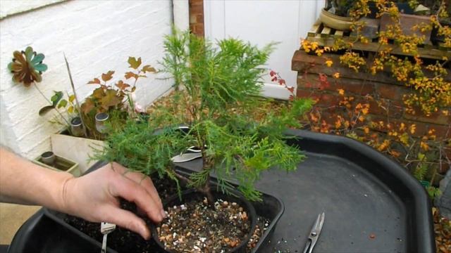 67. Unwrapping a package, Juniper slip-potting and Lonicera Nitida pre Winter tidy up смотреть онлайн