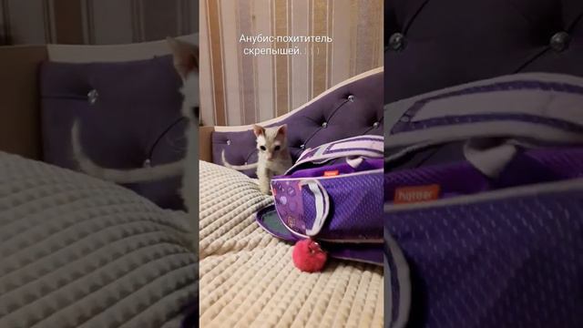 Анубис - похититель скрепышей. Воришка. Прикольный кот. смотреть онлайн