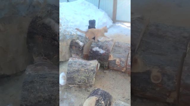 Кот с топором смотреть онлайн