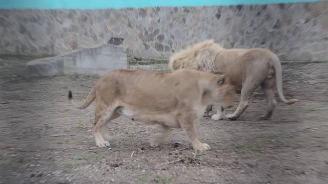 Лев Чип сегодня жаловался на свой гарем ! смотреть онлайн