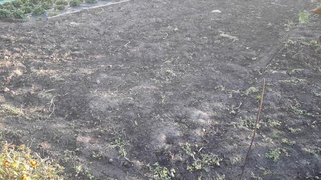 Осенняя подготовка растений и огорода к зиме! смотреть онлайн