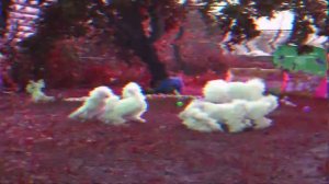 Бишон-фризе - плюсы и минусы породы