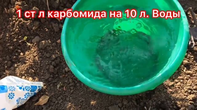 Роза из черенка -Как выращивать?Чем кормить?Как сохранить зимой?;Подкормка роз после обрезки? смотреть онлайн