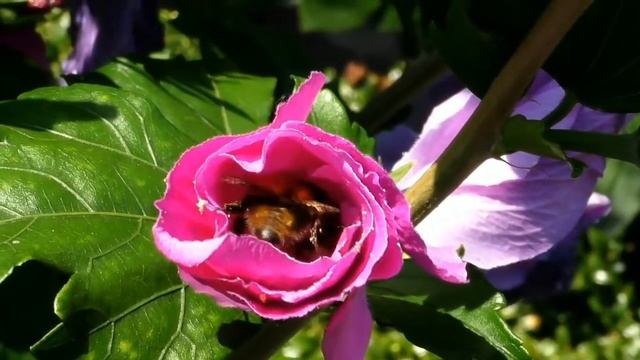 Магическое развитие сознания