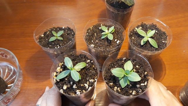 ЭУСТОМЕ 2, 5 МЕСЯЦА смотреть онлайн