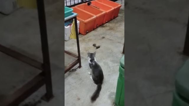 Memes V973 смотреть онлайн