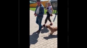 Американский Були на площади перед ТЦ. 1.mp4